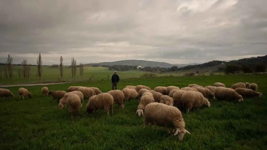 Investissements agricoles en espagne - elevage de moutons à montejaque en andalousie.